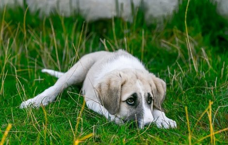 Un caine a murit de tristete pentru ca stapanul sau l-a abandonat pe aeroport