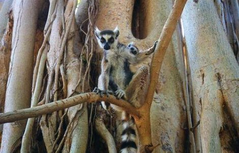 Un miliardar vrea sa creeze "insula lemurienilor"