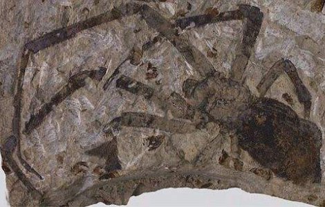 S-a descoperit fosila "Paianjenozaurului"