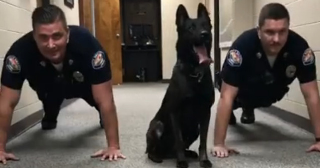  Video  Un caine politist care face flotari alaturi de doi colegi a devenit vedeta in mediul online