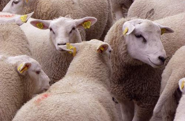 Kirgistanul sacrifica oi pentru alungarea spiritelor rele