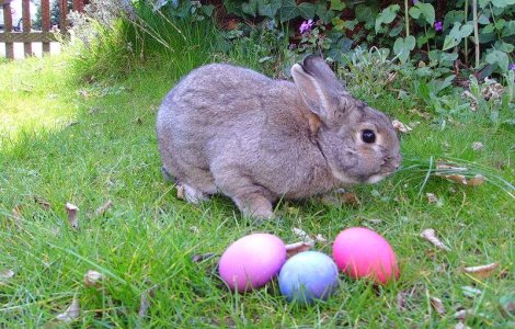  Top  Pastele, intre obiceiuri stravechi si asteptarea Iepurasului!