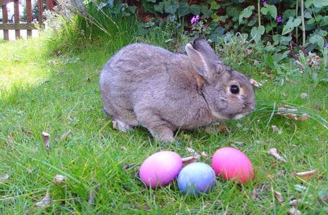Pastele, intre obiceiuri stravechi si asteptarea Iepurasului!