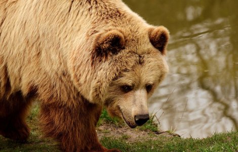 Un urs a atacat un vanator si i-a furat armele
