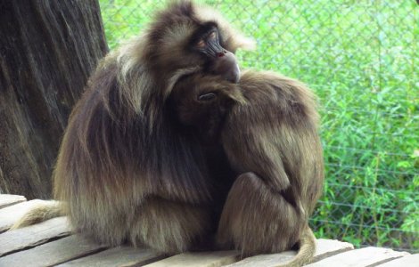  Top  Imbratisarea, cea mai onesta forma de manifestare a dragostei! 15 animale care stiu sa-si arate iubirea