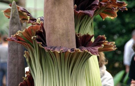 A inflorit planta cu cel mai urat miros din lume