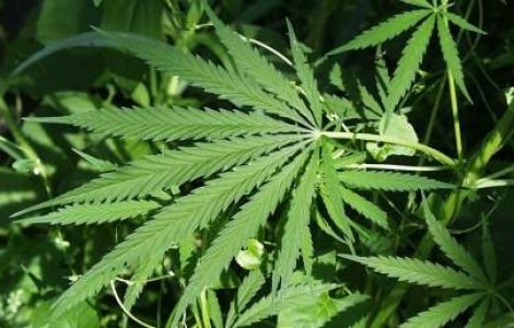 Fukushima ar putea fi decontaminata cu marijuana?