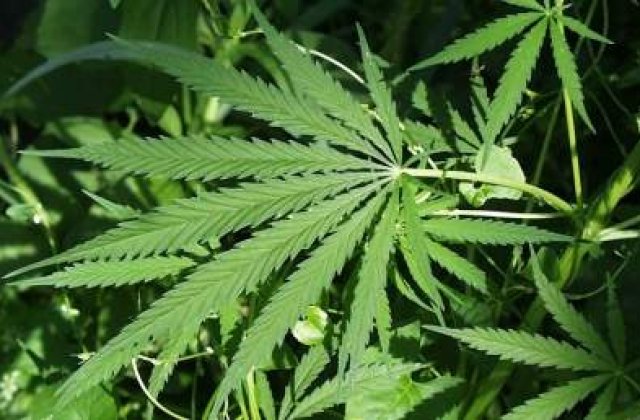 Fukushima ar putea fi decontaminata cu marijuana?