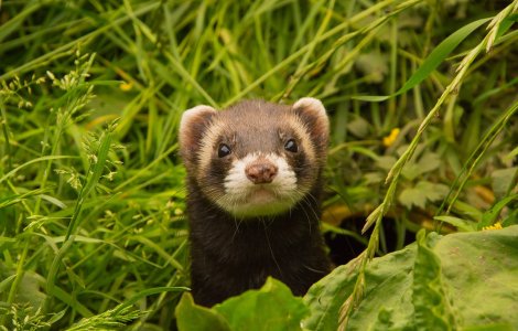  Top  12 curiozitati despre natura pe care iti va fi greu sa le crezi