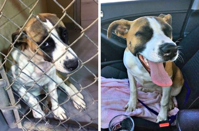 Caini inainte si dupa ce au fost adoptati. 10+ imagini care te-ar putea convinge sa iti iei un prieten patruped de la adapost