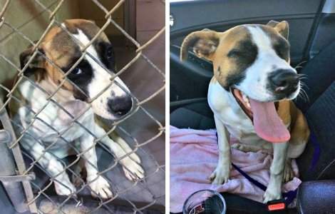  Top  Caini inainte si dupa ce au fost adoptati: 10+ imagini