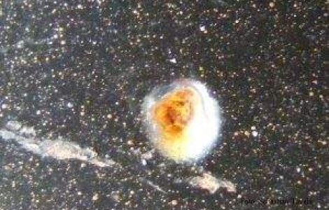 Pamant, Apa, Aer, Foc - '4'