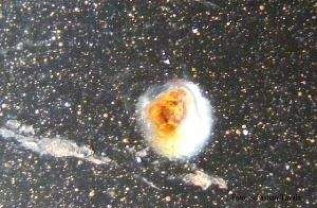 Pamant, Apa, Aer, Foc - '4'