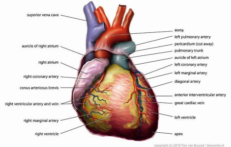 Crizele cardiace, mai periculoase cand se produc dimineata