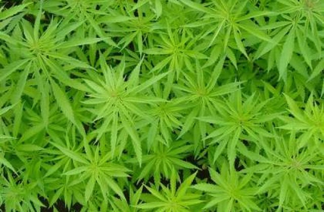 Plantatii de canabis in judetul Mures