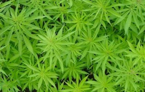 Plantatii de canabis in judetul Mures
