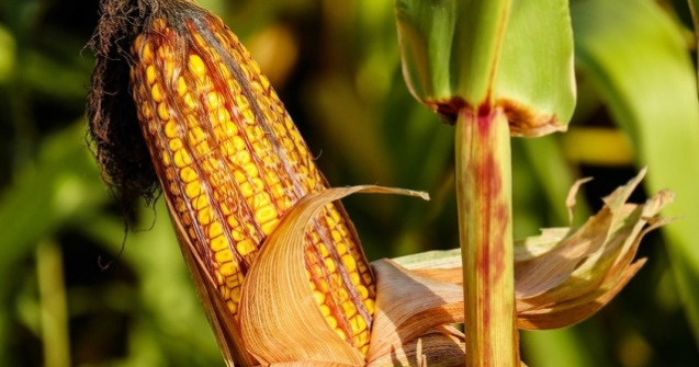 Petre Daea: Productia de porumb din acest an, cea mai mare obtinuta vreodata