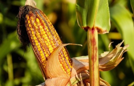 Petre Daea: Productia de porumb din acest an, cea mai mare obtinuta vreodata