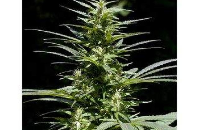 Tineri prinsi cu droguri in Mamaia