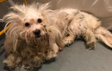 Transformarea unei cateluse abandonate la un adapost de animale, dupa ce a fost tunsa