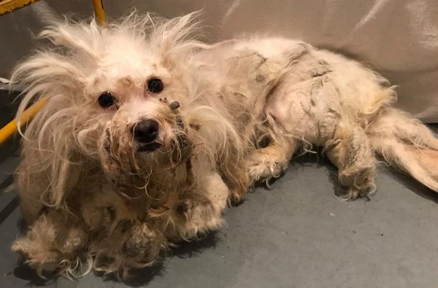 Transformarea unei cateluse abandonate la un adapost de animale, dupa ce a fost tunsa