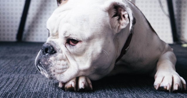  Top  Pusi cu botul pe labe! 10 reactii dragalase ale cainilor dupa ce au fost certati de stapani