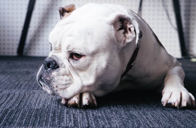 Pusi cu botul pe labe! 10 reactii dragalase ale cainilor dupa ce au fost certati de stapani