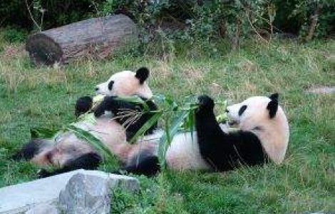Ursii panda vor avea propriul spital