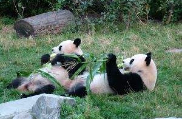 Ursii panda vor avea propriul spital