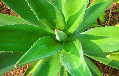 Beneficii tamaduitoare cu Aloe Vera