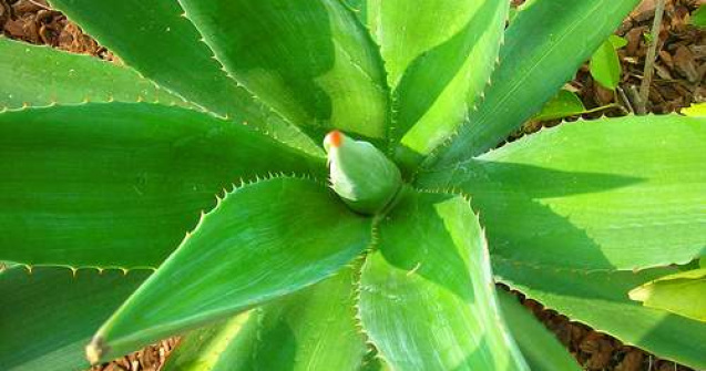 Beneficii tamaduitoare cu Aloe Vera
