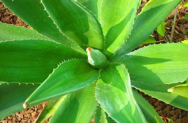 Beneficii tamaduitoare cu Aloe Vera