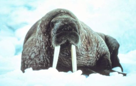  Video  Cum danseaza o morsa pe muzica lui Michael Jackson