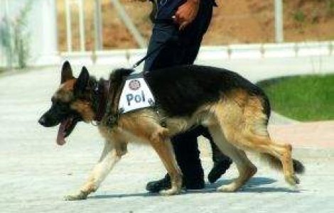 Un caine, "complice" la eliminarea lui Osama