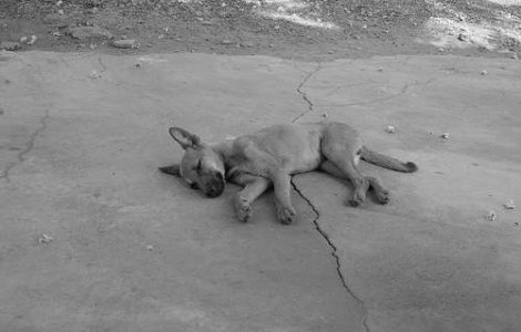 Miting impotriva eutanasierii cainilor fara stapan