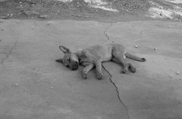 Miting impotriva eutanasierii cainilor fara stapan