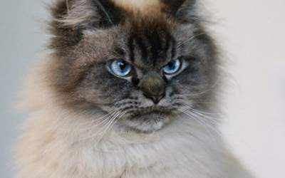 Cum arata cea mai furioasa...