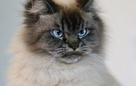 Cum arata cea mai furioasa pisica din lume