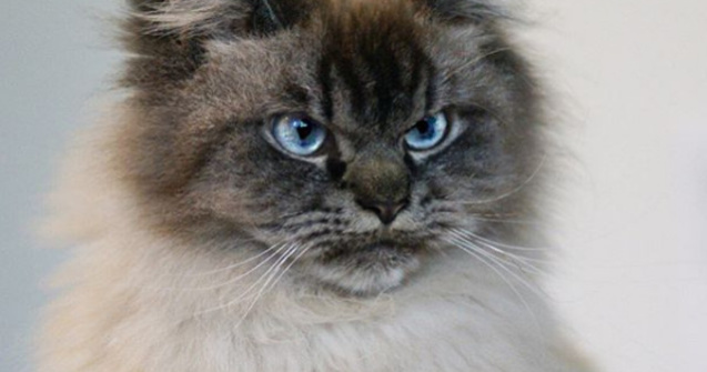 Cum arata cea mai furioasa pisica din lume