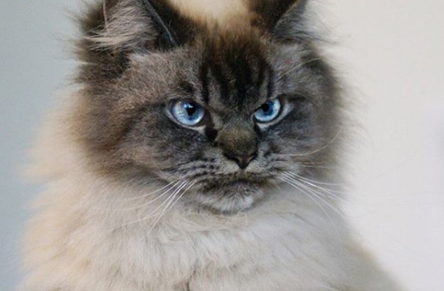 Cum arata cea mai furioasa pisica din lume