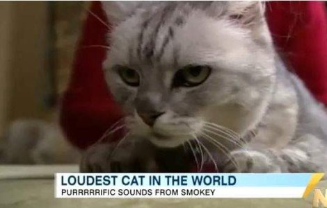  Video  Ea este cea mai galagioasa pisica din lume