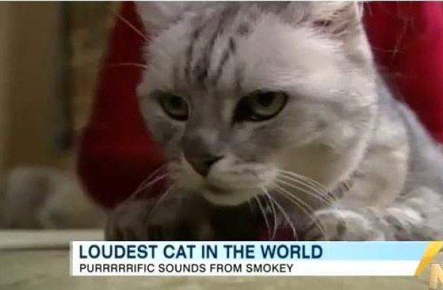 [VIDEO] Ea este cea mai galagioasa pisica din lume