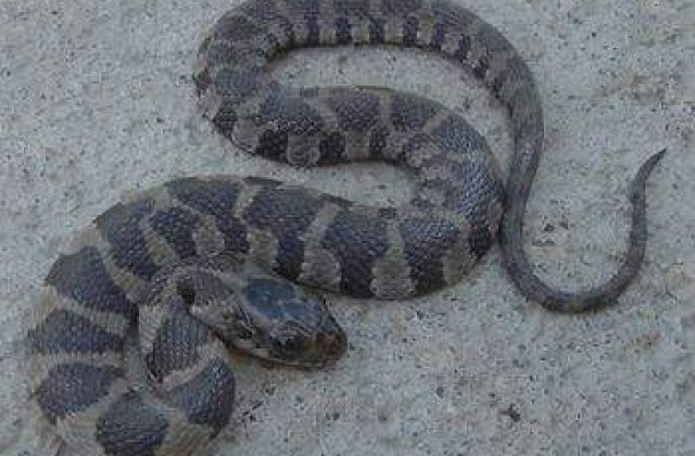 Ploiesti: O femeie s-a trezit cu 20 de serpi in casa