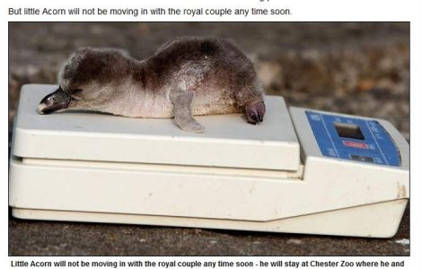 Cadou de nunta inedit: Kate si William au primit un pui de pinguin!