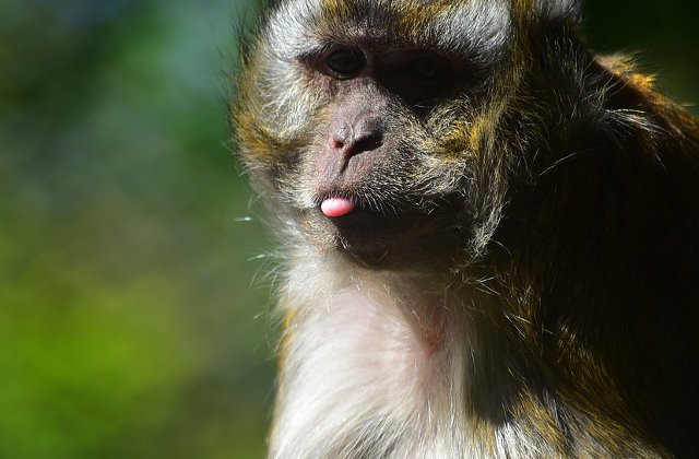 Reactii Care Starnesc Rasul 10 Imagini Care Arata Ca Maimutele