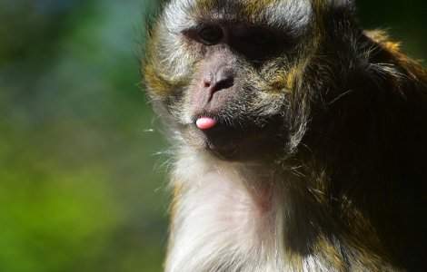  Top  10+ imagini care arata ca maimutele sunt cele mai amuzante animale