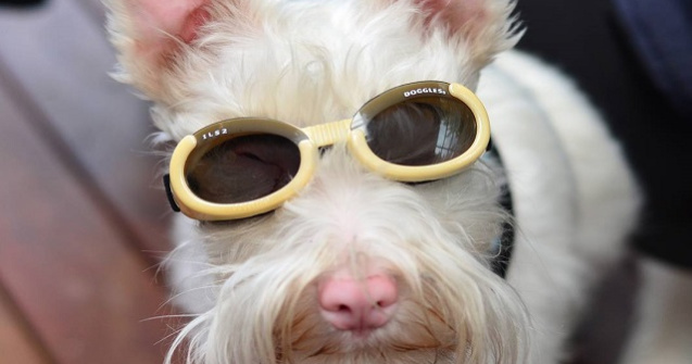 Sherlock, catelul care nu poate trai fara ochelari