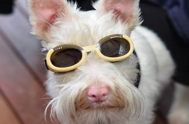 Sherlock, catelul care nu poate trai fara ochelari