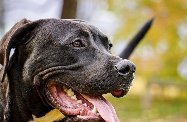 O femeie in varsta de 22 de ani a murit dupa ce a fost sfasiata de proprii caini