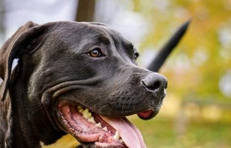 O femeie in varsta de 22 de ani a murit dupa ce a fost sfasiata de proprii caini